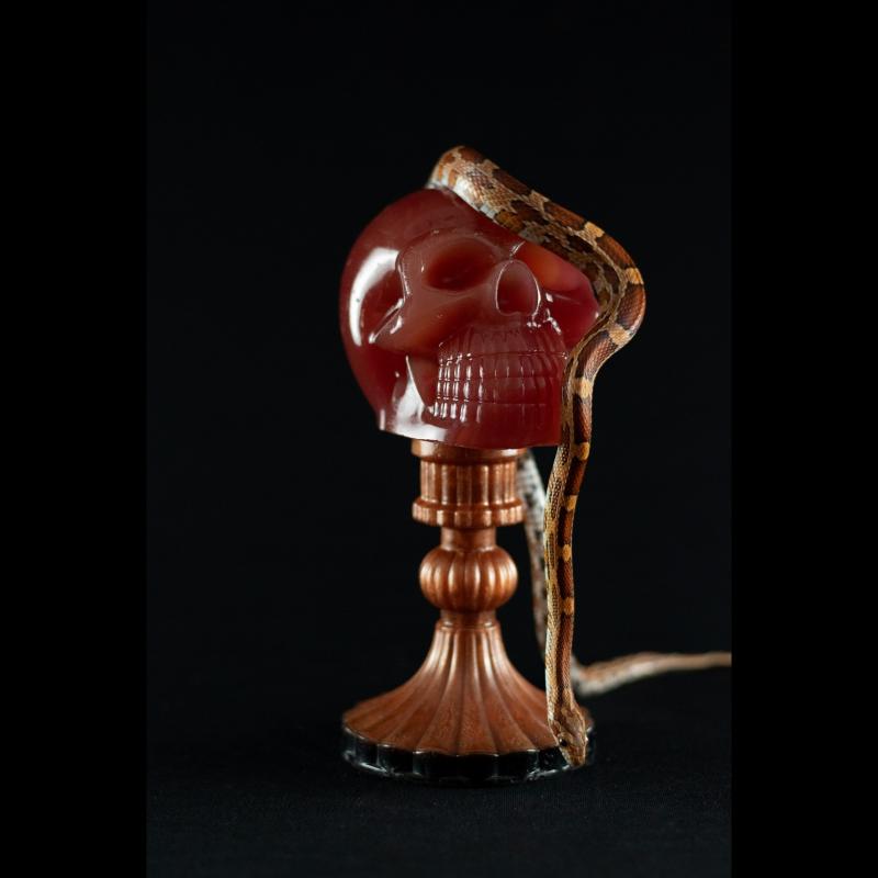 Shadow Skull - A Caveira das Sombras da SpunkLab